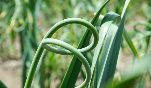 garlic_flower